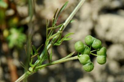 Fotografia da espécie Bifora testiculata