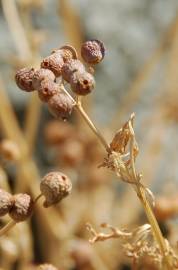 Fotografia da espécie Bifora testiculata