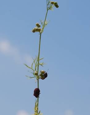 Fotografia 7 da espécie Bifora testiculata no Jardim Botânico UTAD