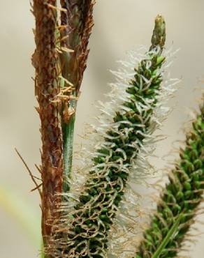 Fotografia 5 da espécie Carex acuta no Jardim Botânico UTAD
