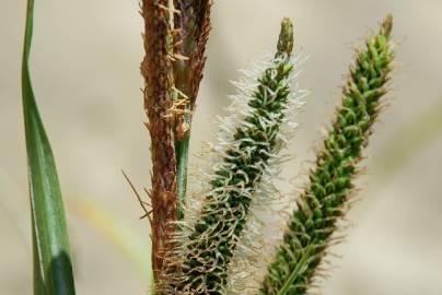 Fotografia da espécie Carex acuta