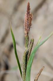 Fotografia da espécie Carex acuta