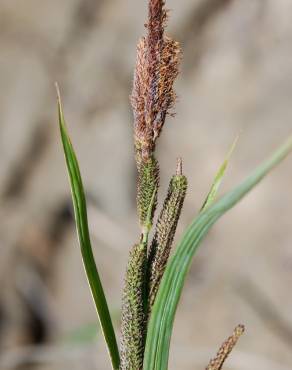 Fotografia 6 da espécie Carex acuta no Jardim Botânico UTAD