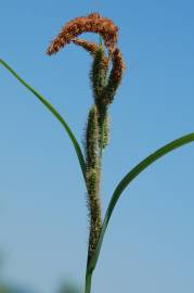 Fotografia da espécie Carex acuta