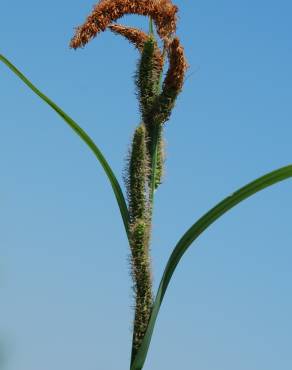 Fotografia 7 da espécie Carex acuta no Jardim Botânico UTAD