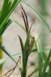 Fotografia da espécie Carex acuta