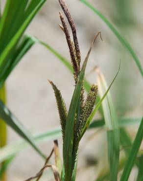 Fotografia 8 da espécie Carex acuta no Jardim Botânico UTAD