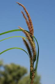 Fotografia da espécie Carex acuta