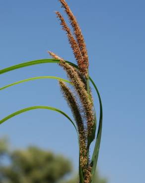 Fotografia 9 da espécie Carex acuta no Jardim Botânico UTAD