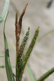 Fotografia da espécie Carex acuta