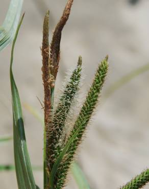 Fotografia 10 da espécie Carex acuta no Jardim Botânico UTAD