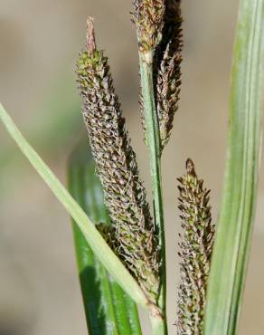 Fotografia 11 da espécie Carex acuta no Jardim Botânico UTAD