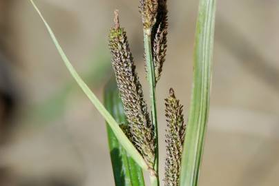 Fotografia da espécie Carex acuta