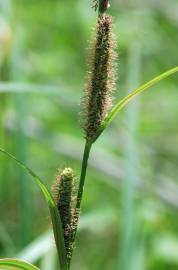 Fotografia da espécie Carex acuta