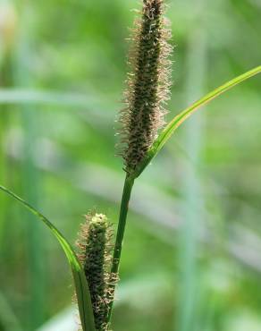 Fotografia 12 da espécie Carex acuta no Jardim Botânico UTAD