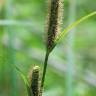 Fotografia 12 da espécie Carex acuta do Jardim Botânico UTAD