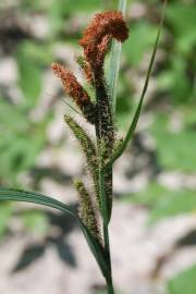 Fotografia da espécie Carex acuta