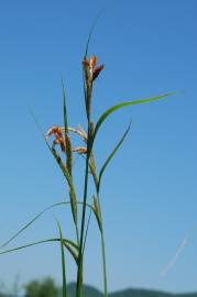 Fotografia da espécie Carex acuta