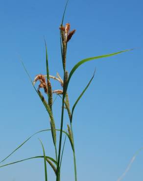 Fotografia 13 da espécie Carex acuta no Jardim Botânico UTAD