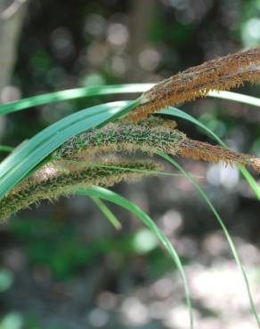 Fotografia 14 da espécie Carex acuta no Jardim Botânico UTAD