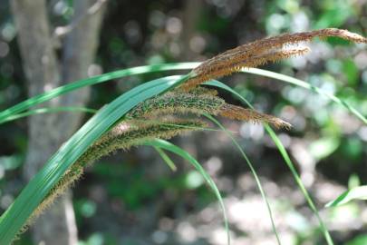 Fotografia da espécie Carex acuta