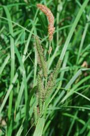 Fotografia da espécie Carex acuta