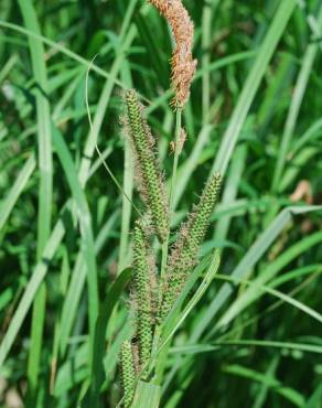 Fotografia 15 da espécie Carex acuta no Jardim Botânico UTAD