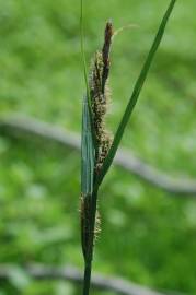 Fotografia da espécie Carex acuta