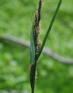 Fotografia 16 da espécie Carex acuta no Jardim Botânico UTAD