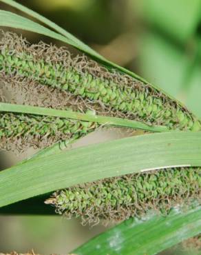 Fotografia 17 da espécie Carex acuta no Jardim Botânico UTAD