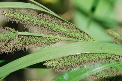 Fotografia da espécie Carex acuta