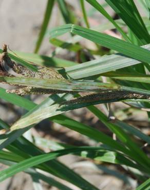 Fotografia 18 da espécie Carex acuta no Jardim Botânico UTAD