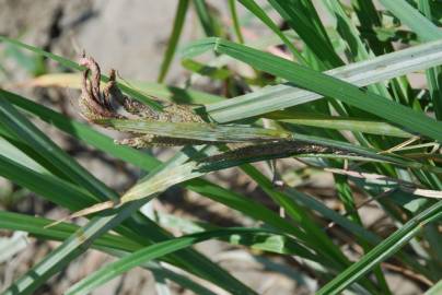 Fotografia da espécie Carex acuta