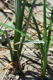 Fotografia da espécie Carex acuta