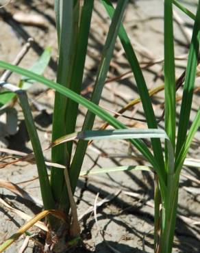 Fotografia 19 da espécie Carex acuta no Jardim Botânico UTAD