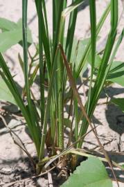 Fotografia da espécie Carex acuta