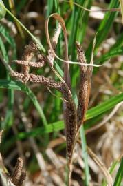 Fotografia da espécie Carex acuta