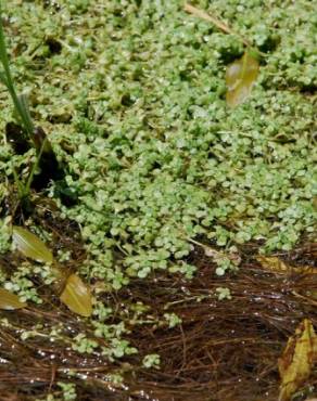 Fotografia 8 da espécie Callitriche stagnalis no Jardim Botânico UTAD