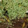 Fotografia 8 da espécie Callitriche stagnalis do Jardim Botânico UTAD
