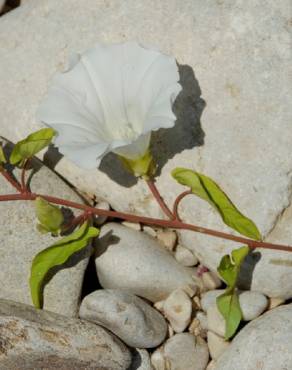 Fotografia 5 da espécie Calystegia sepium subesp. sepium no Jardim Botânico UTAD