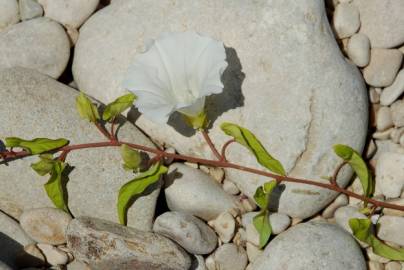 Fotografia da espécie Calystegia sepium subesp. sepium