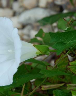 Fotografia 6 da espécie Calystegia sepium subesp. sepium no Jardim Botânico UTAD