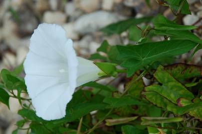 Fotografia da espécie Calystegia sepium subesp. sepium