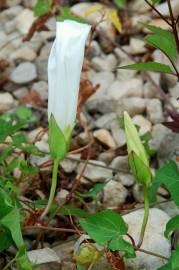 Fotografia da espécie Calystegia sepium subesp. sepium