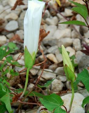 Fotografia 7 da espécie Calystegia sepium subesp. sepium no Jardim Botânico UTAD