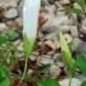 Fotografia 7 da espécie Calystegia sepium subesp. sepium do Jardim Botânico UTAD