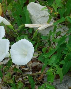 Fotografia 8 da espécie Calystegia sepium subesp. sepium no Jardim Botânico UTAD