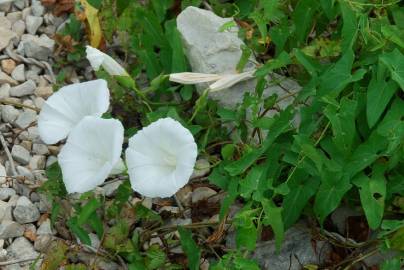 Fotografia da espécie Calystegia sepium subesp. sepium