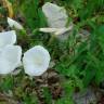 Fotografia 8 da espécie Calystegia sepium subesp. sepium do Jardim Botânico UTAD