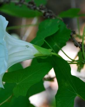 Fotografia 9 da espécie Calystegia sepium subesp. sepium no Jardim Botânico UTAD